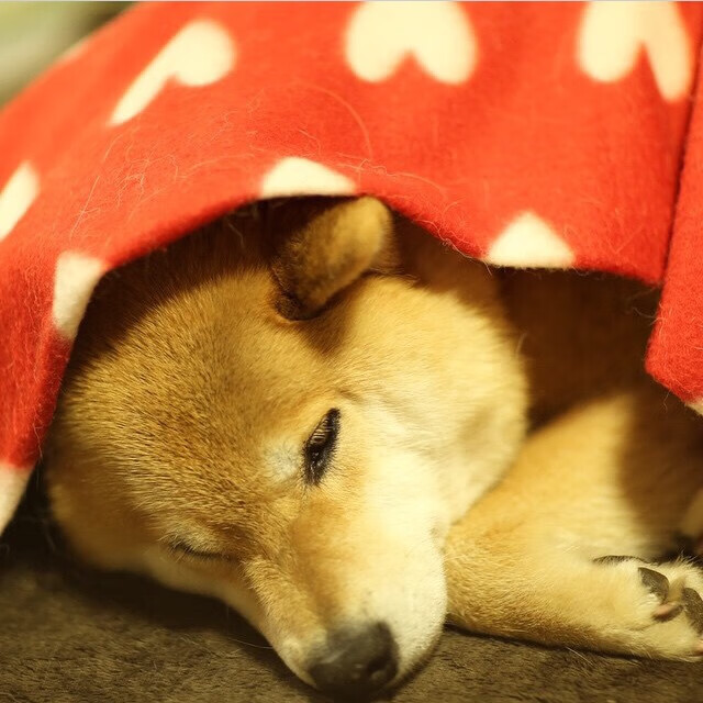 _全民轮滑日:滑出健康,滑出快乐_,轮滑全民combo1