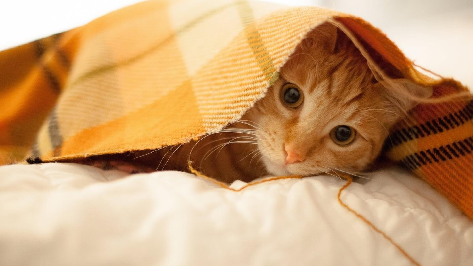 《Xiaohu:领军RNG再次冲击世界冠军》,rng夺冠小虎