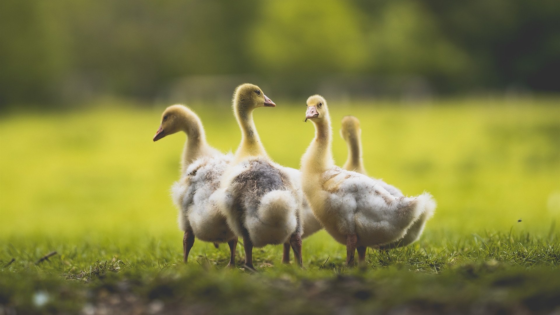 九游网页版官网入口-《英雄联盟皇冠之战，豪门强队会战一触即发》，lol皇冠全名