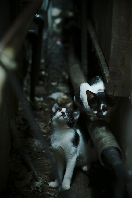 JiuyouAPP下载-全国青少年足球真人秀节目热播，行业关注度持续上升，足球综艺节目真人秀