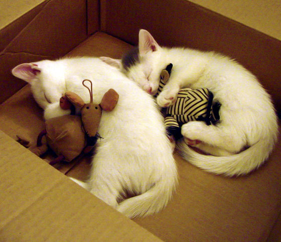 日本男足奥运首战告捷，表现抢眼，奥运男足日本队