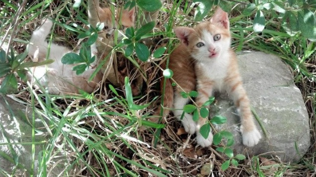 西甲联赛中出现多场高比分比赛,西甲联赛的比赛