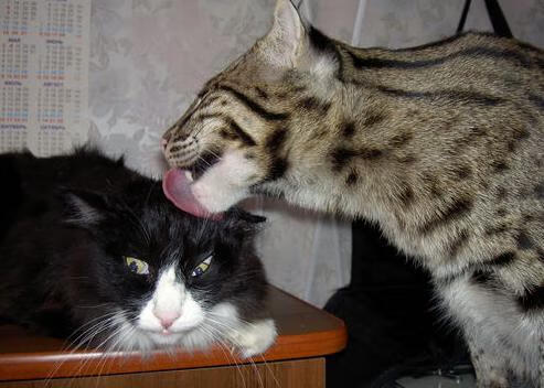 青春篮球赛在深圳开赛，众多明星球员助阵，深圳青年篮球