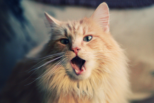 NBA电竞战队获邀参加全球邀请赛,电竞网络nba锦标赛