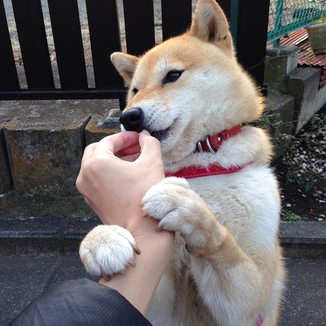 九游电脑版-中国足球训练营引入国外专家团队，中国足球培训