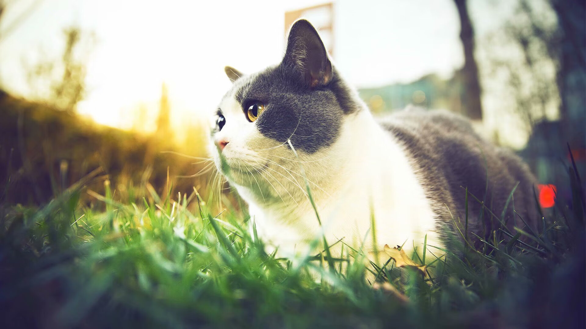 Jiuyou-关键马术赛场失误改变战局走向，马术比赛失败