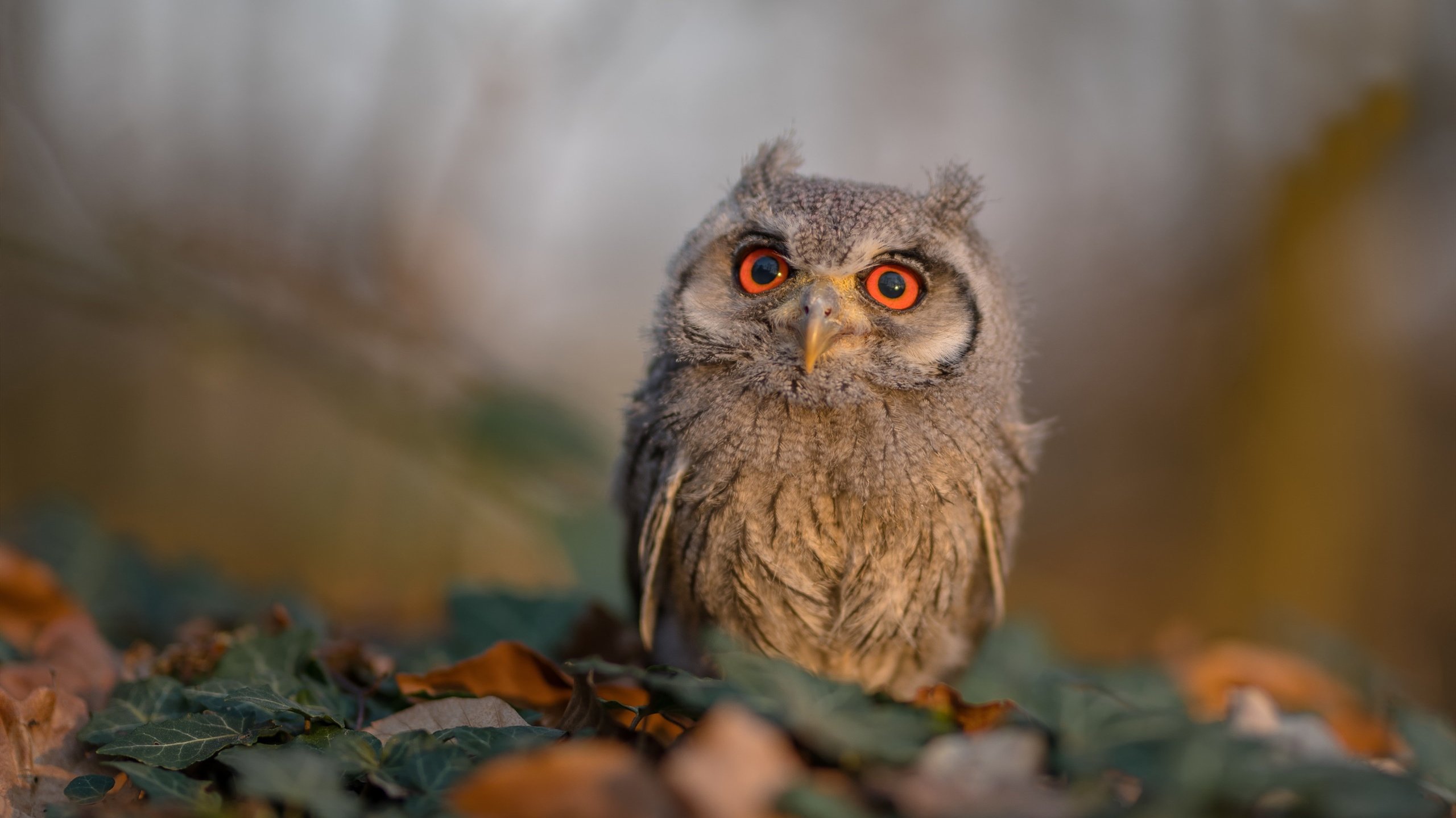 塞尔维亚联赛观众支持热烈,塞尔维亚公开赛