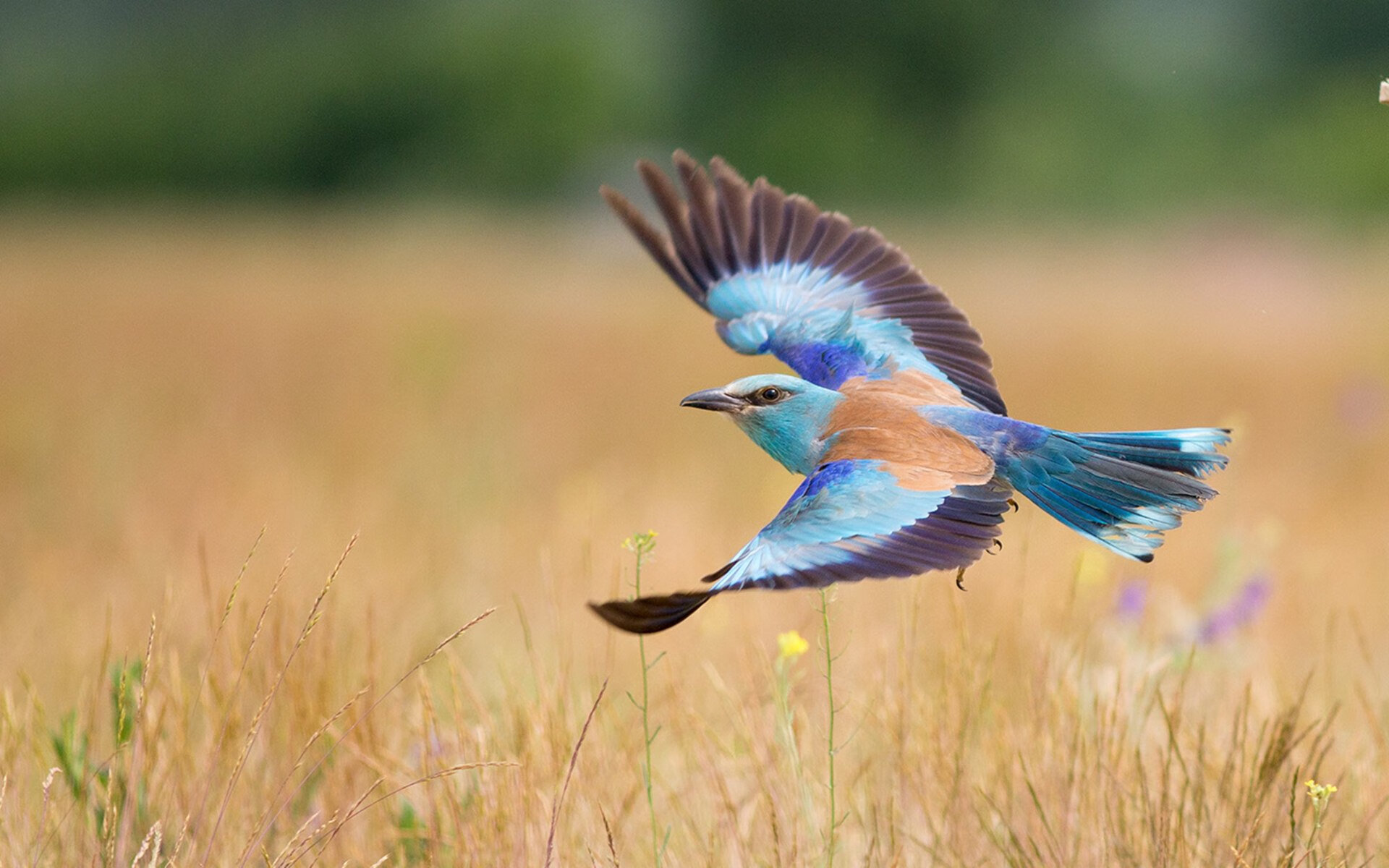 九游官网主页-德国队惊险晋级，下一步之路迎着阳光，德国队近期