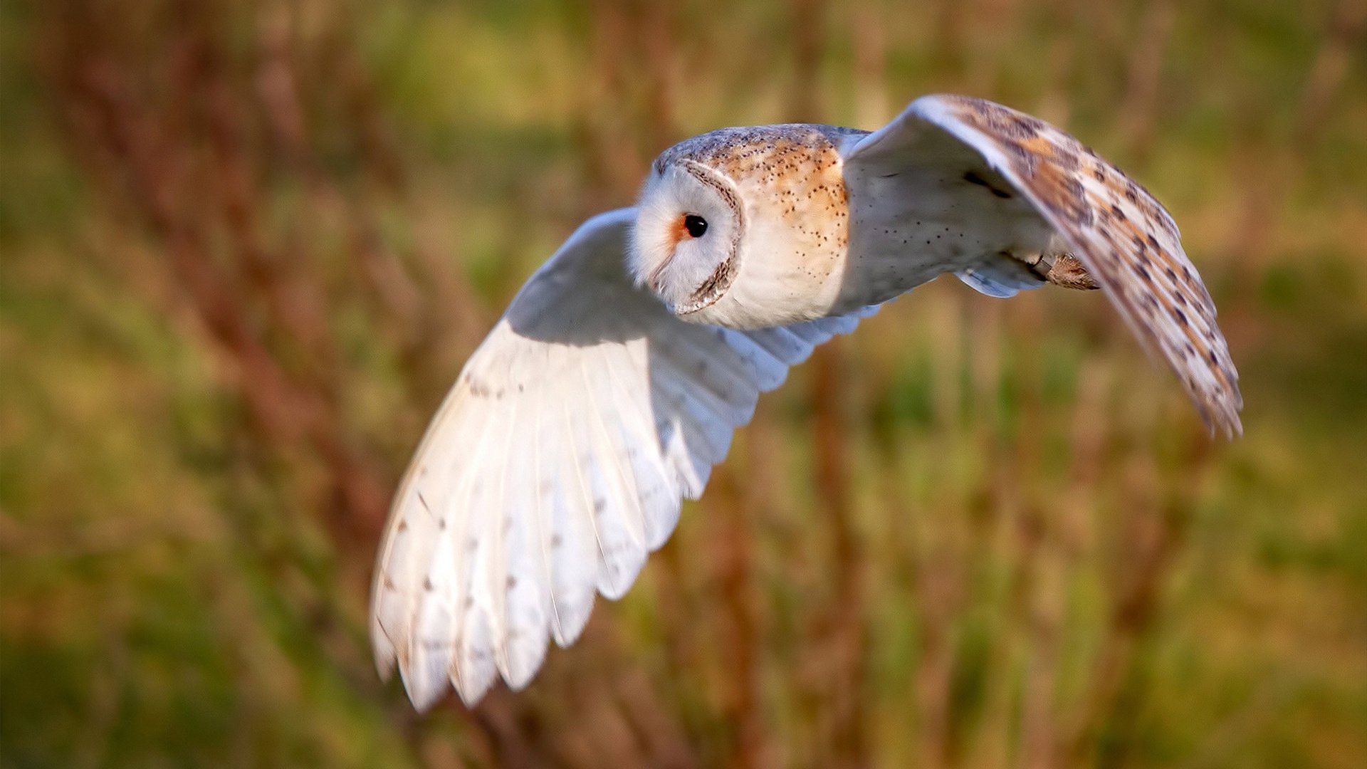 九游网-柏林赫塔连胜终结，近况出现不稳定迹象，柏林赫塔fm