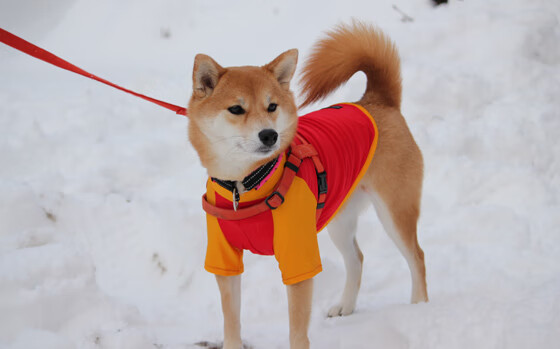 法兰克福主场大胜,继续领跑积分榜,法兰克福足球队最新新闻