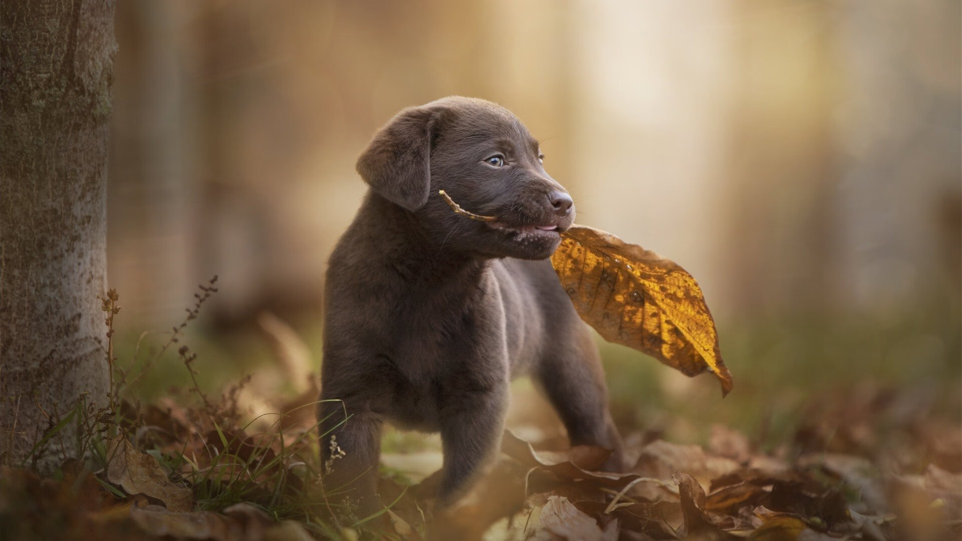 世界青少年运动会彩跑比赛引爆全场，2021世界青少年运动会