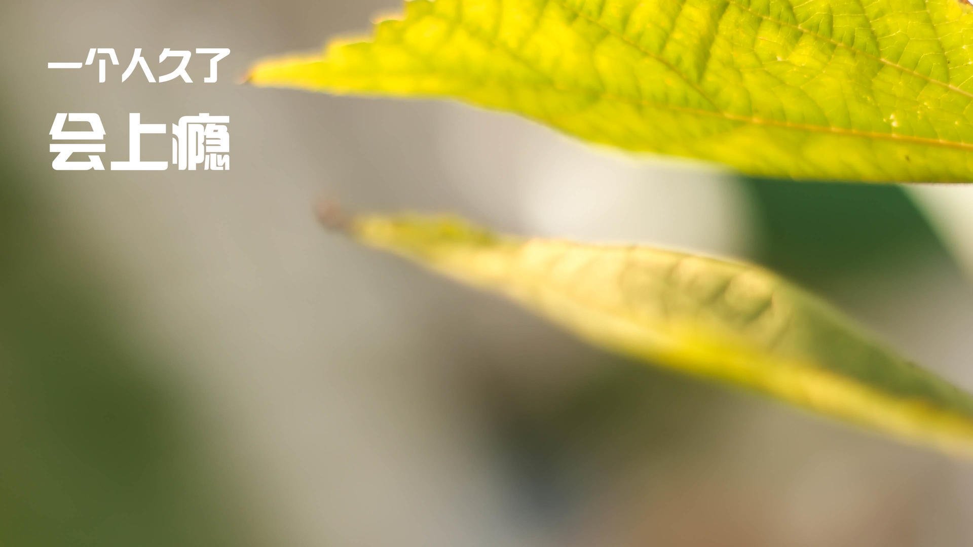 意甲“中途追赶”:那不勒斯能否持续领跑?