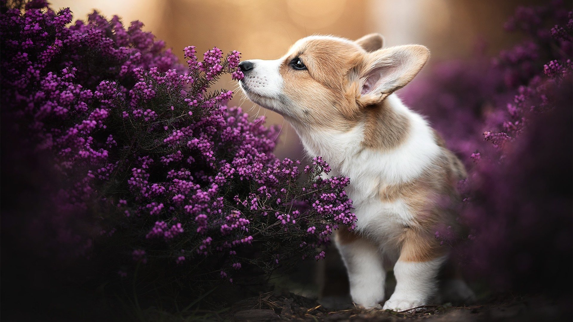 篮球运动员专项体能训练科学化管理研究，篮球专项体能训练的心得体会