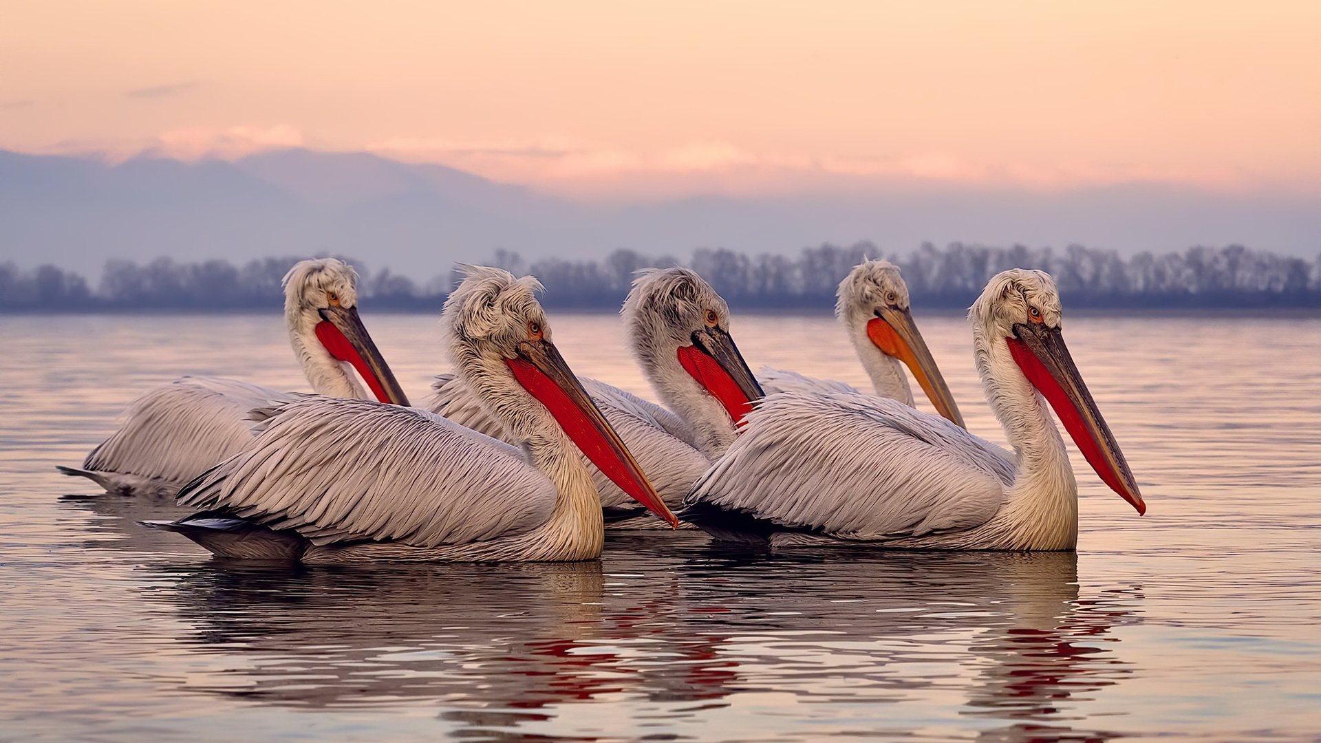 高校体育教师数字教学能力提升策略，体育数字教育资源获取与评价