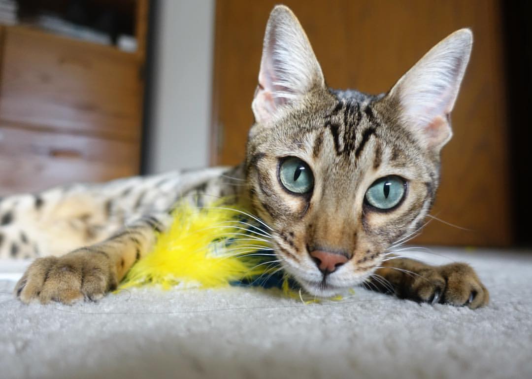 国家队备战国际赛事强化战术配合和应变能力提升,中国国家队的比赛理念是打造能征善战