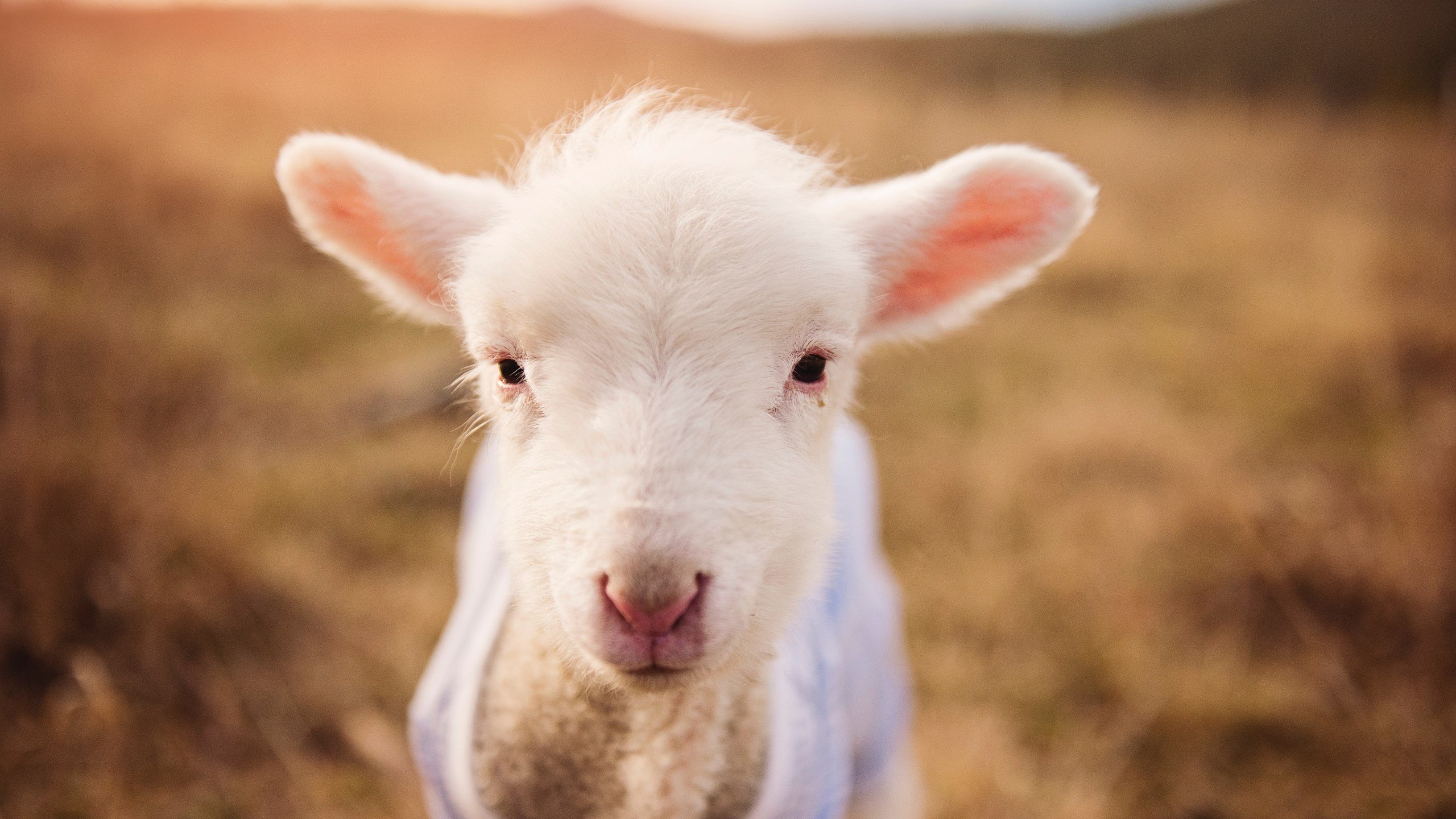 九游-维尔·冯·威克：强攻快速反击，成为南非队战术中的关键力量，维尔纳冯西门子简介