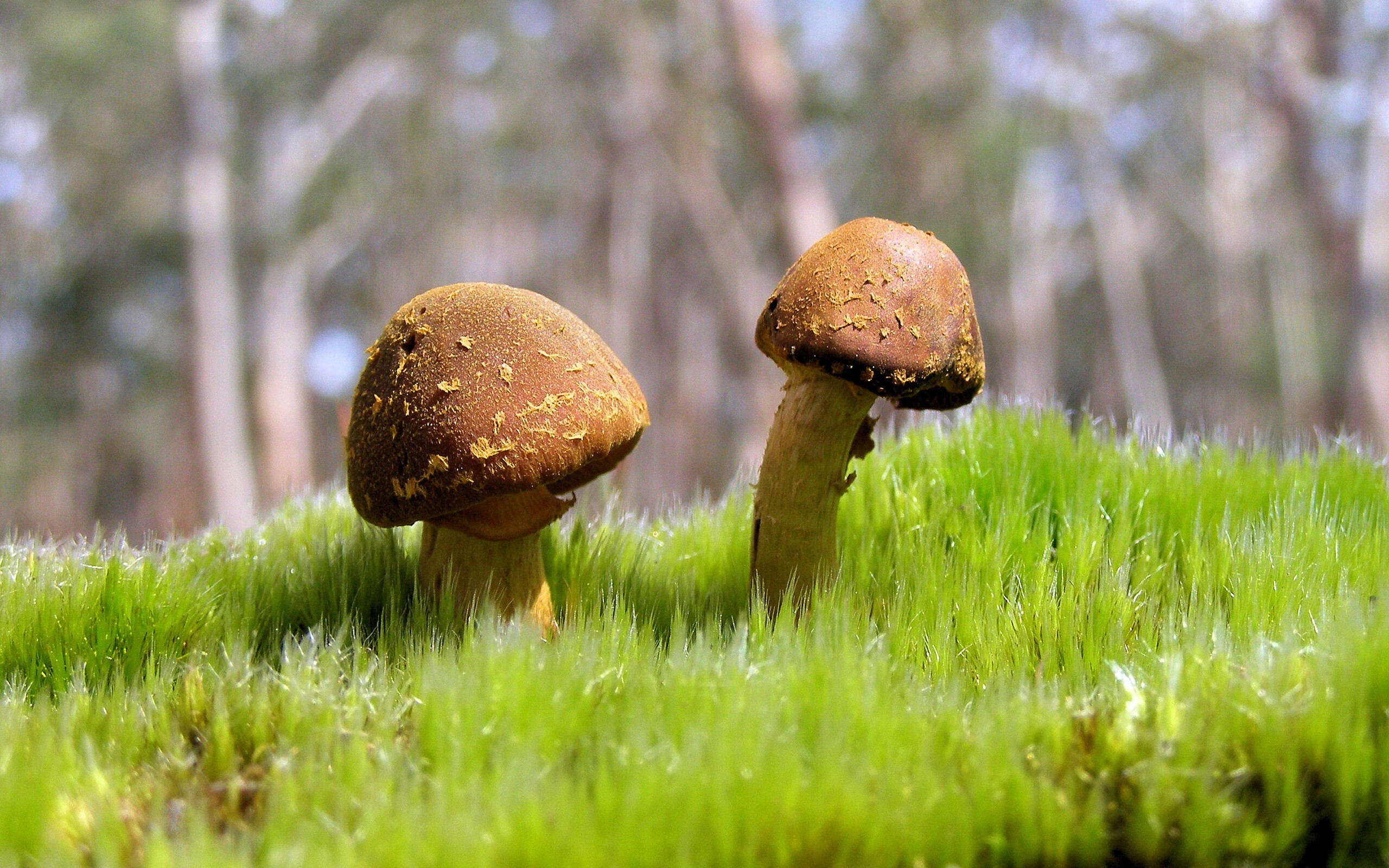 九游游戏中心-美洲杯星光璀璨：个人突破点燃全场！，2021美洲杯新星