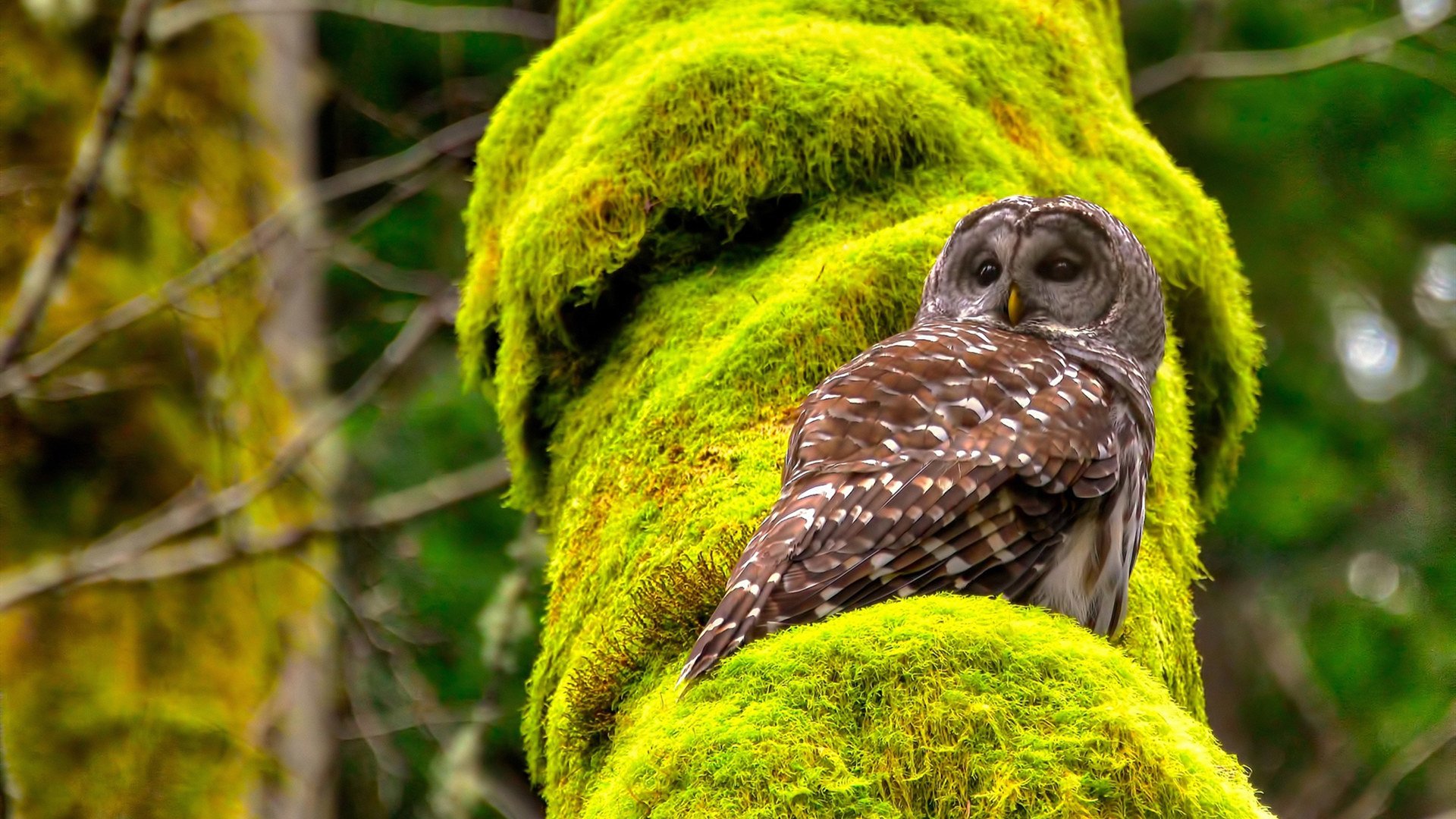 九游网游官网-自由泳个人赛波兰新星崭露头角，波浪式自由泳